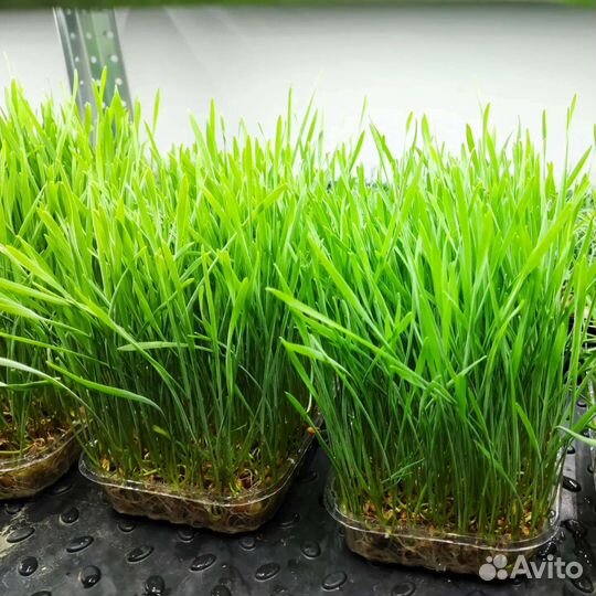 Корм для домашних животных