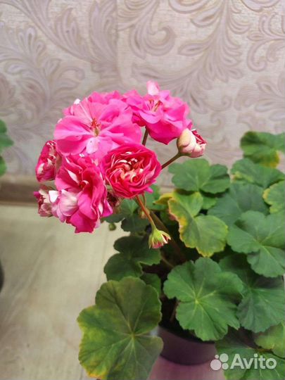 Пеларгония герань