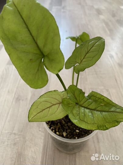 Сингониум Орм Мани