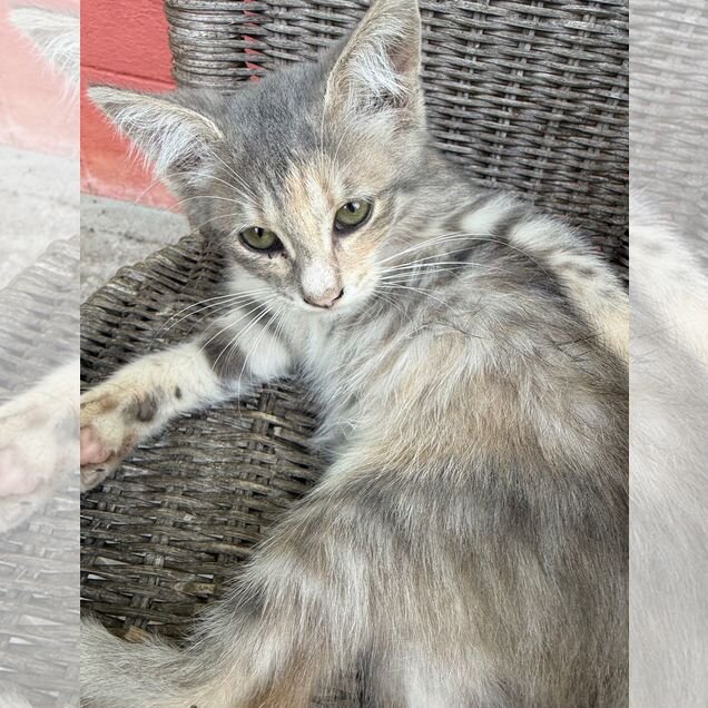 Европейский короткошёрстный котёнок