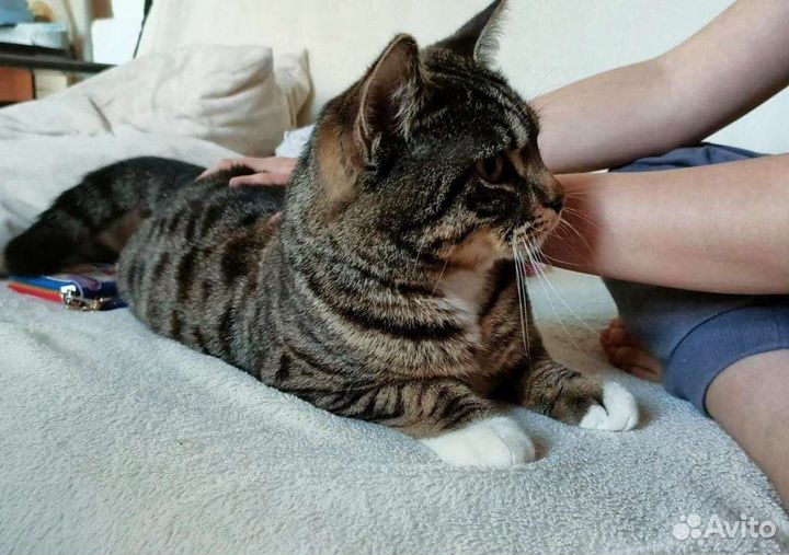 Котик ищет хозяина