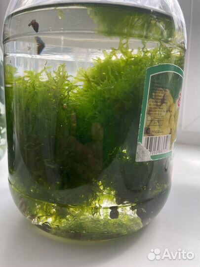 Растения для аквариума