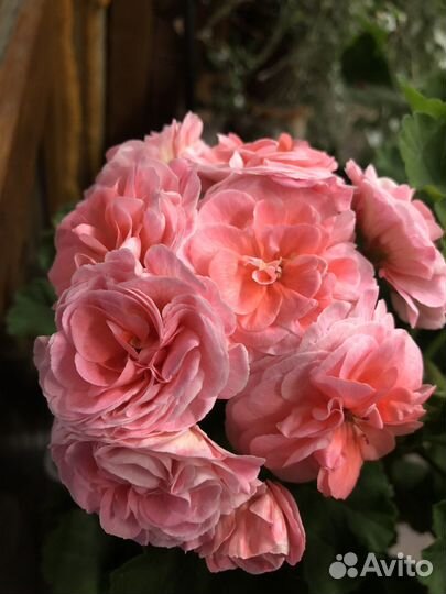 Пеларгония ив Ухарь -Купец