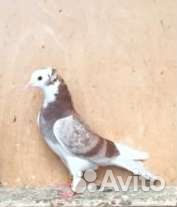 Голуби продажа бойные бакинские (акбаши )