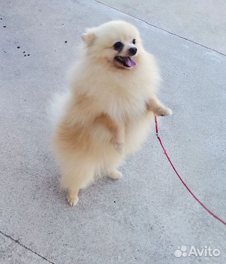 Продам щенка