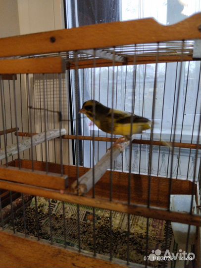 Канарейки и Кенари