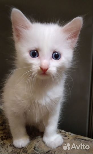 Котятки в добрые руки