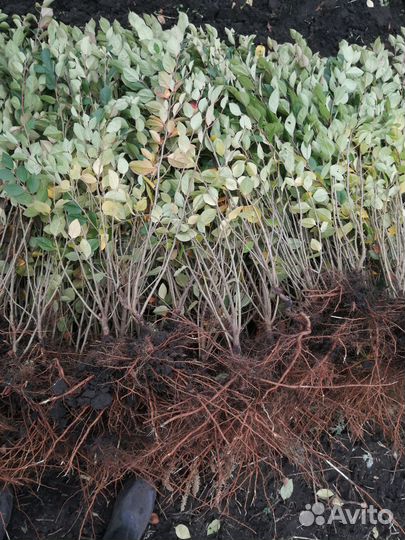 Кизильник блестящий