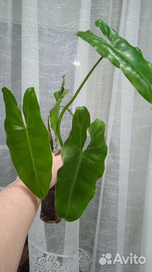 Филодендроны