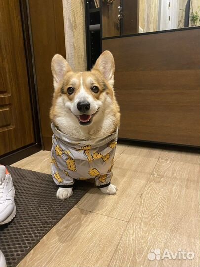 Дождевик для собаки новый