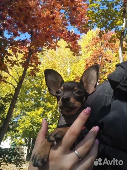 Мини той-терьер вязка