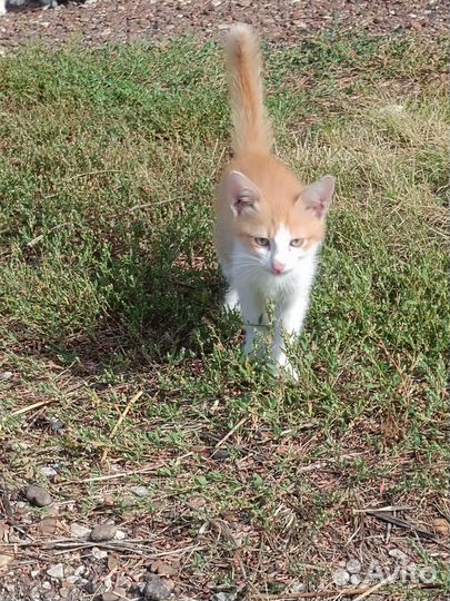 Кошка в дар