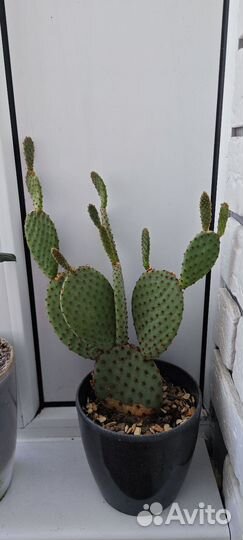 Кактус опунция