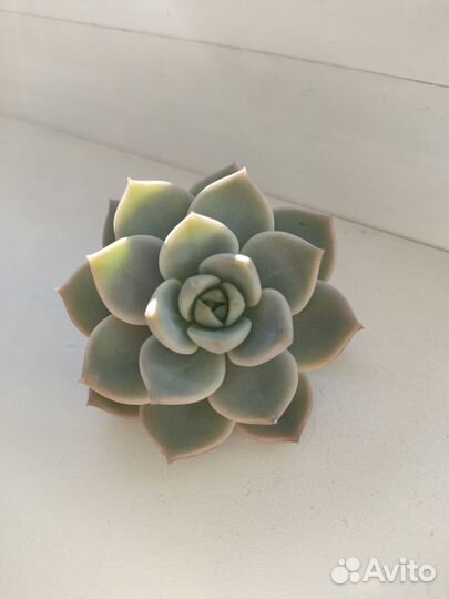 Садик из суккулентов. Флорариум. Суккуленты