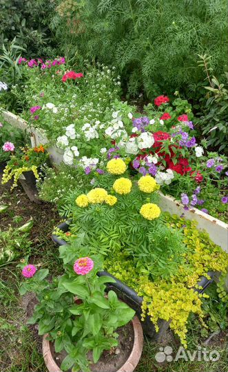 Почвопокровные растения для сада