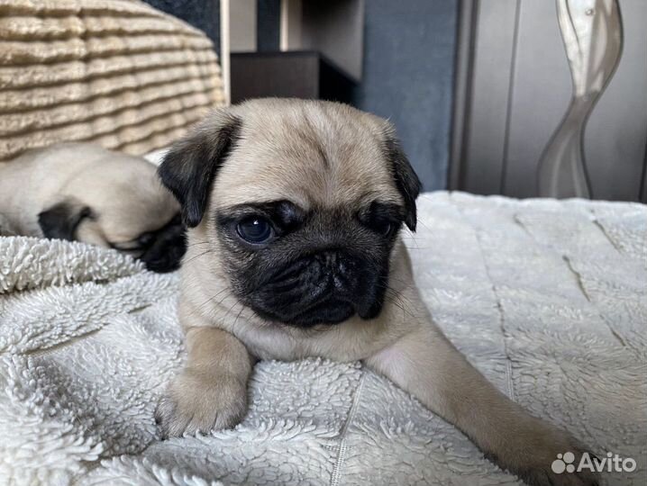 Щенки мопса