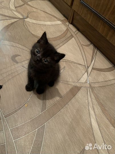 Шотландская кошка