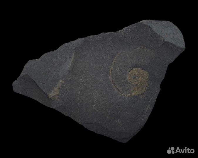 Аммонит Dactylioceras, Германия / Окаменелости