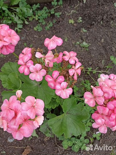 Пеларгония герань