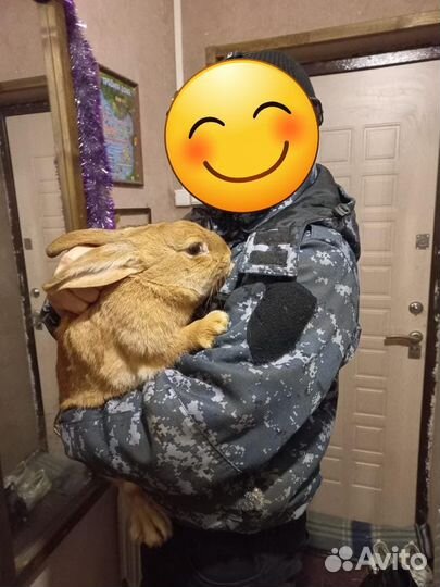 Продам кроликов