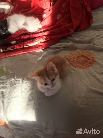 Котята в добрые руки 1 месяц