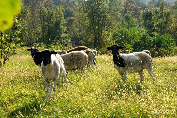 Бараны дорпер