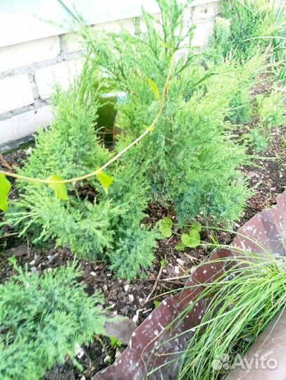 Можжевельник казацкий