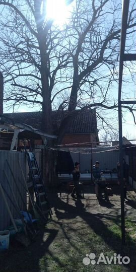 Спил деревьев