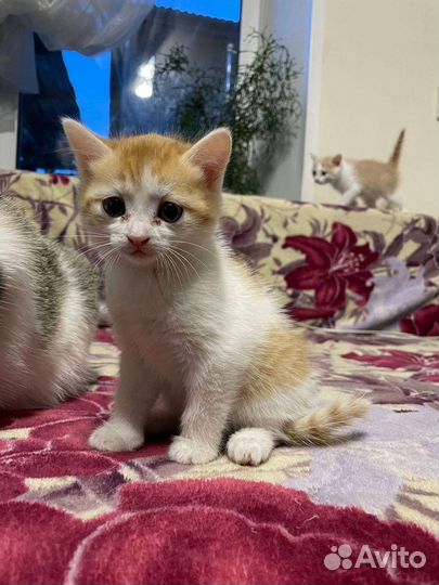 Кошка