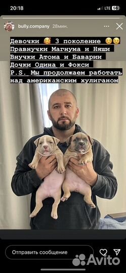 Американский булли