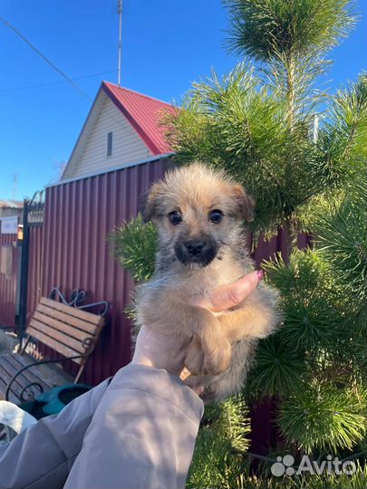 Щенок в добрые руки выкинули в сумке