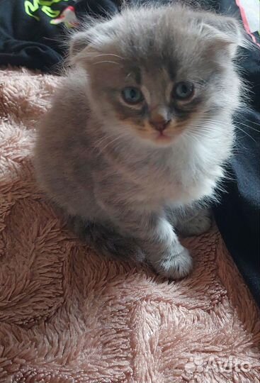 Шотландские