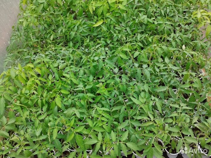 Рассада помидоров и огурцов