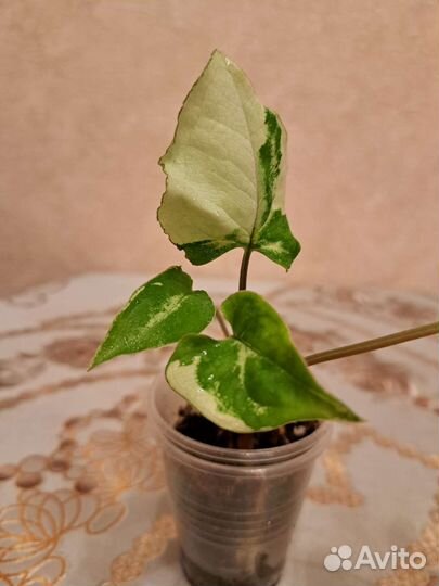 Сингониум Серый призрак и другие сорта