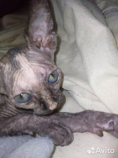 Котята сфинкс