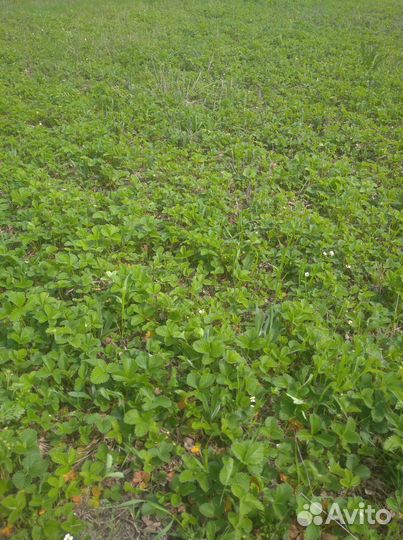 Саженцы клубники