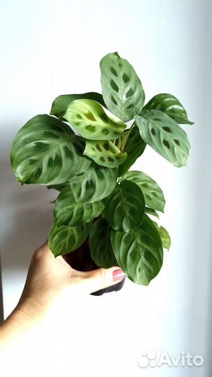 Маранта Ктенанта Калатея Комнатные растения Цветы