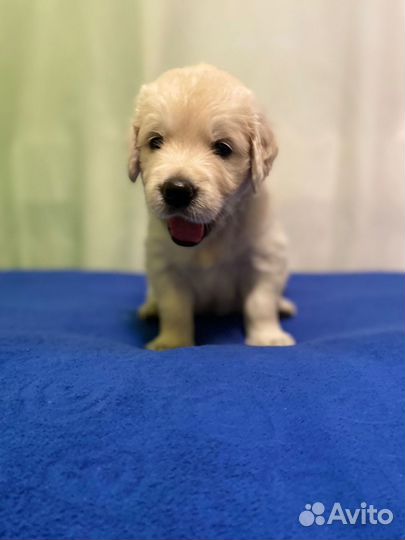 Золотистый ретривер