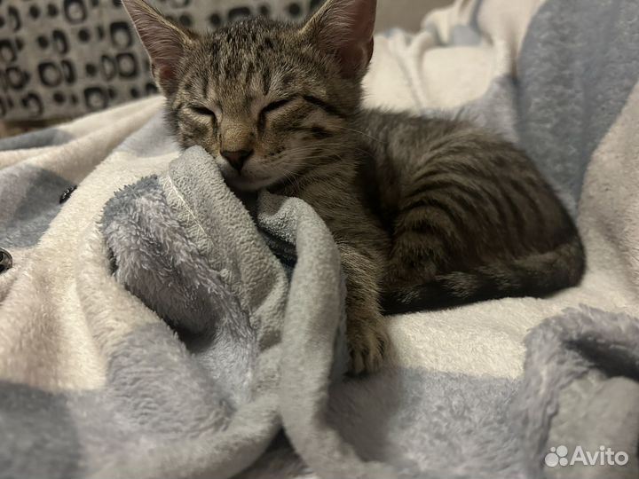 Бенгальский кот