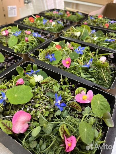 Микрозелень