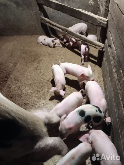 Домашние поросята