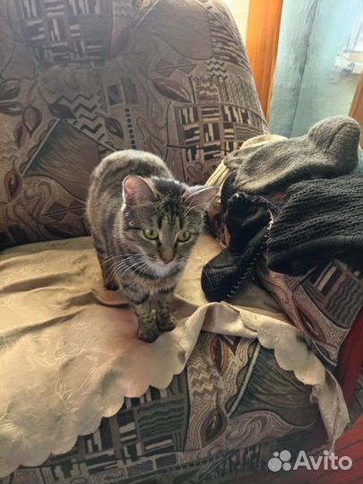 Кот и кошечка по 2 года