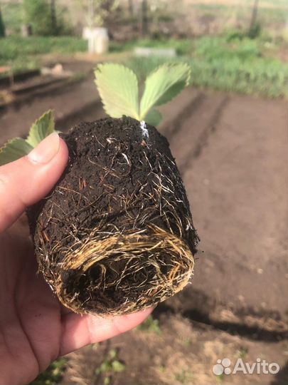 Клубника рассада