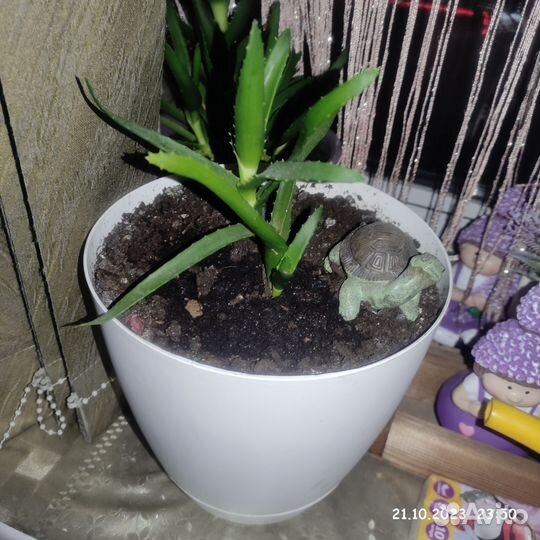 Кактус, алоэ, денежное дерево вместе с горшками