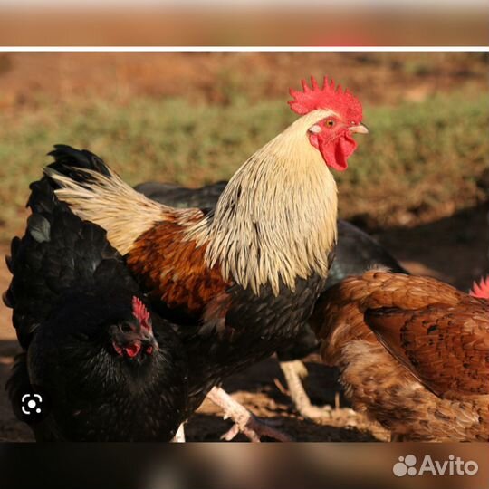 Петухи