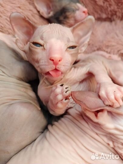 Котята сфинкс эльф