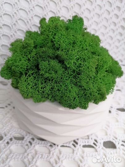 Композиция из мха