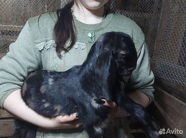 Нубийские козочки и козлики