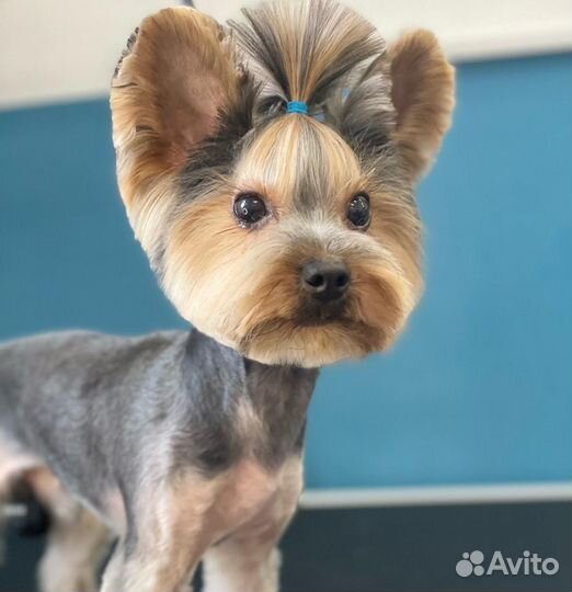 Стрижка собак и кошек Новый вал 29 (багратиона)