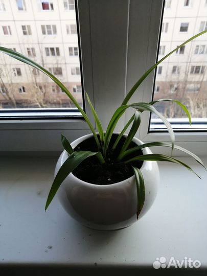 Хлорофитум